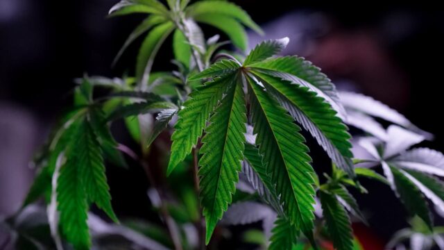 seo for cannabis companies
